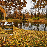 Jesienny las- Zbigniew Głuszczyk