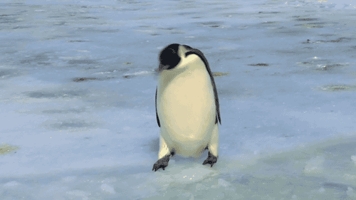 Pingwin – To co lubię